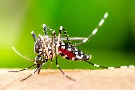 CORUPÁ REGISTRA 25 CASOS DE DENGUE E TENDÊNCIA É AUMENTAR