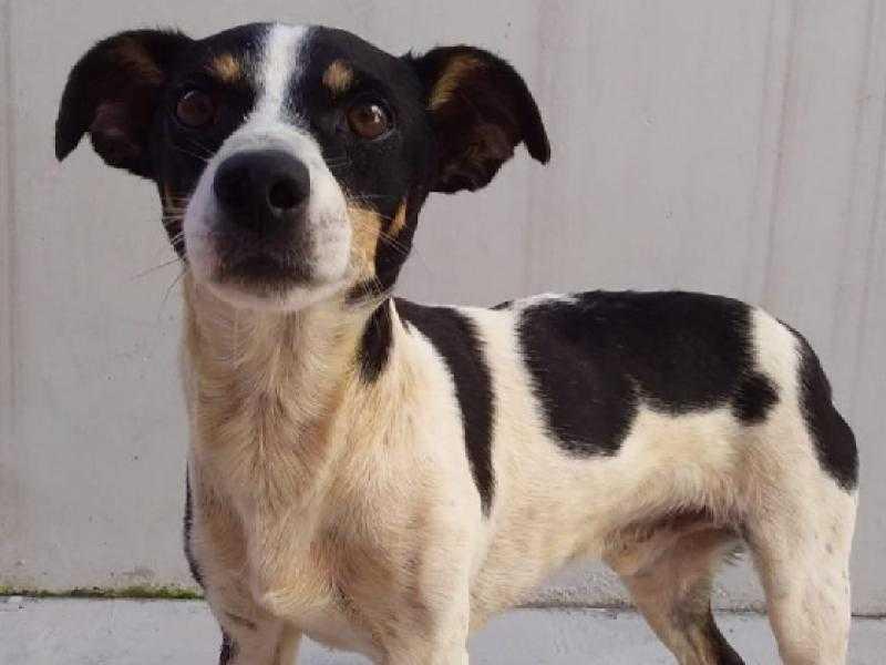 Feira de adoção acontece na Praça Ângelo Piazera neste sábado