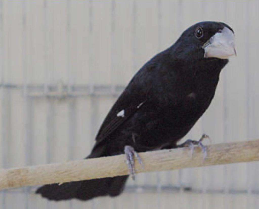 Santa Catarina reforça medidas de biosseguridade em eventos com aglomeração de aves