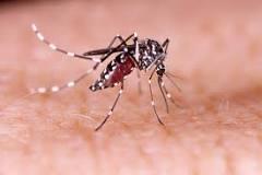 Confirmado 5º óbito relacionado à dengue em Jaraguá do Sul
