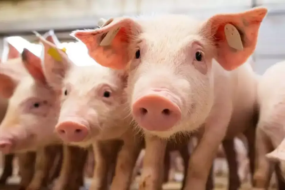 Enchentes impactam indústria suína no Rio Grande do Sul