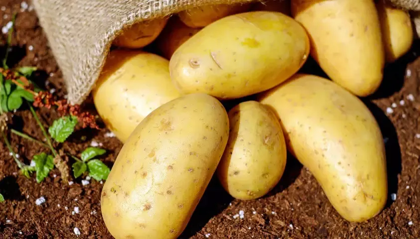 Enchentes no Rio Grande do Sul afetam regiões produtoras de batata