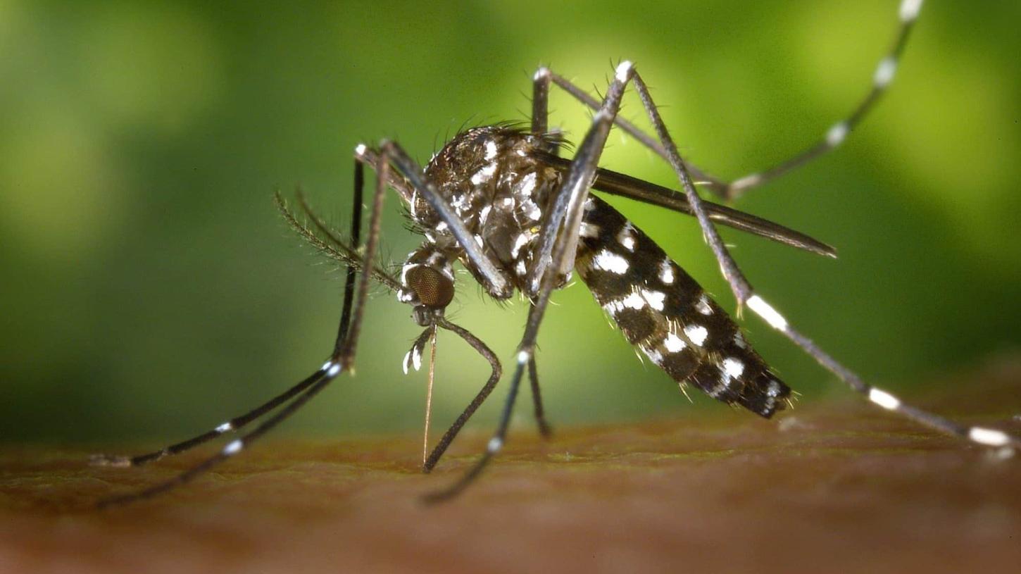 Mais de mil novos casos de dengue em Jaraguá do Sul no período de quatro dias