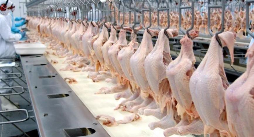 Média diária de exportação de carne de frango sobe 14,2% em maio