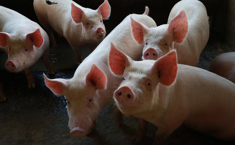 Santa Catarina alcança melhor desempenho do ano na exportação de carnes