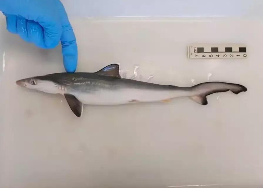 Resquicíos de cocaína foram encontradas em tubarões no Rio de Janeiro