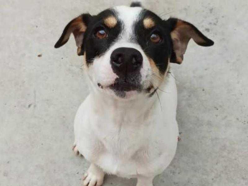 Nova feira de adoção da Fujama acontece neste sábado