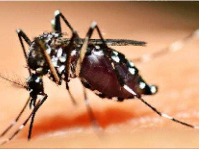 Dia D contra o Aedes aegypti acontece neste sábado