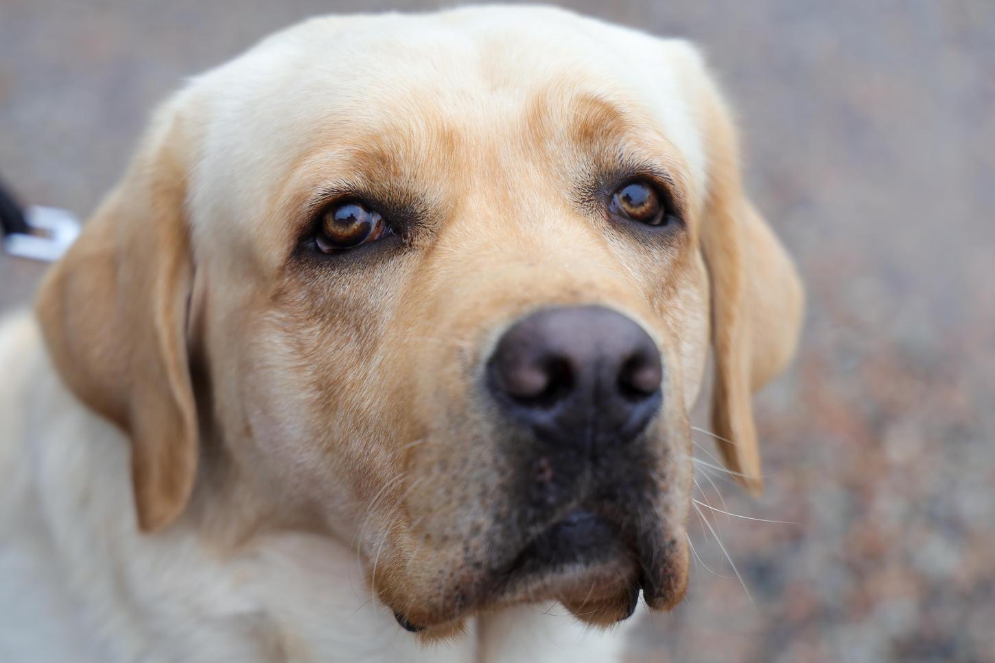 Estado lança campanha para conscientizar população sobre a guarda responsável dos animais