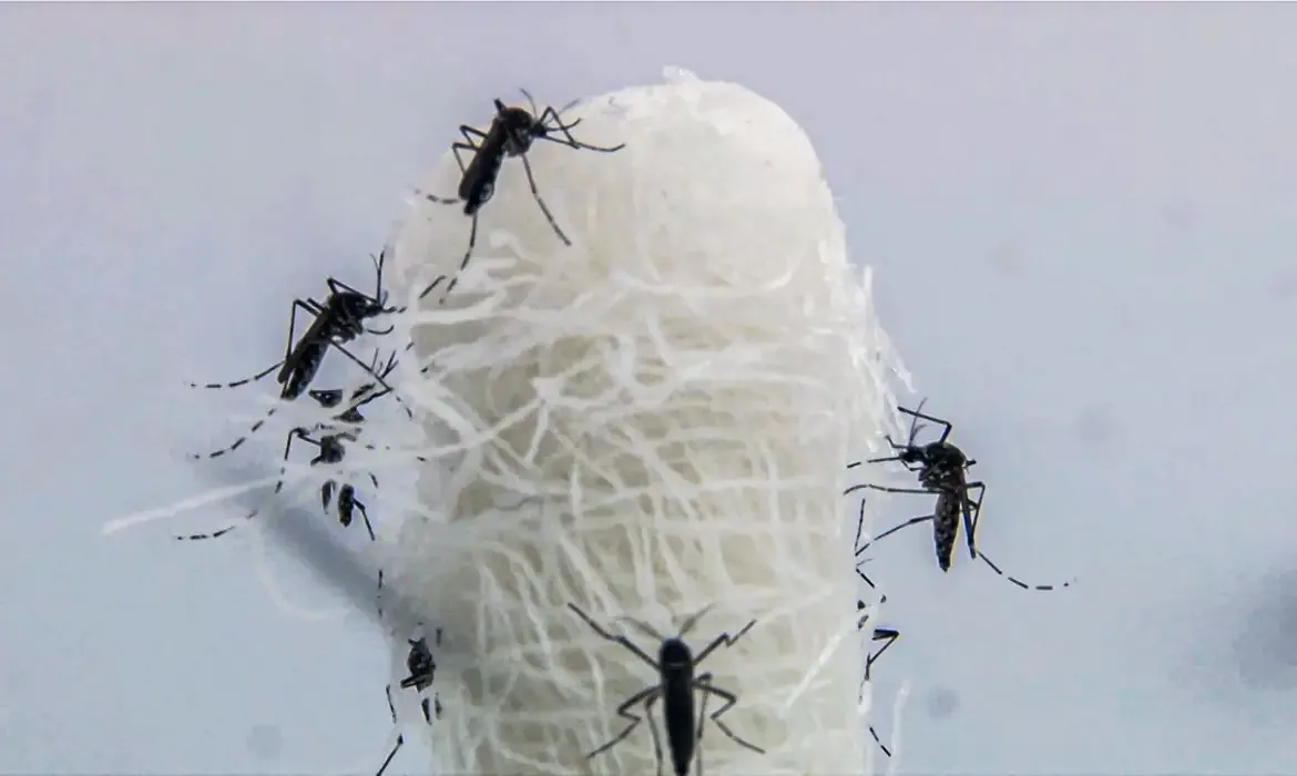 Mortes confirmadas por dengue em São Paulo dobraram