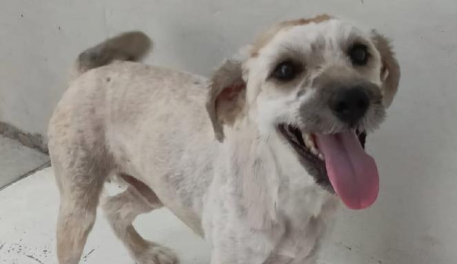 Fujama promove nova feira de adoção de animais neste sábado (22)