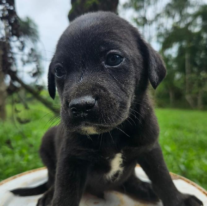 Fujama promove nova feira de adoção no sábado (8)