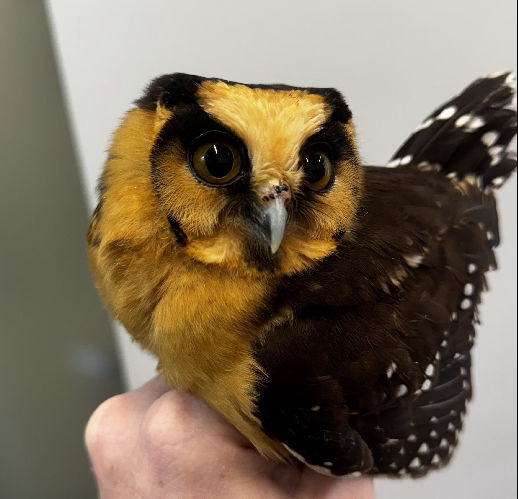 Espécie rara de coruja é resgatada em Jaraguá do Sul