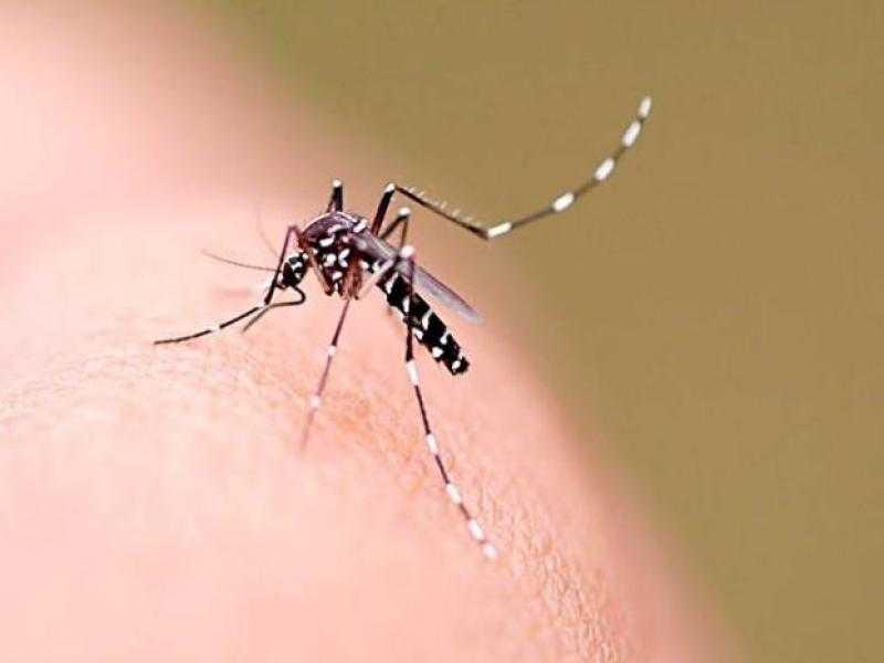 Jaraguá do Sul tem 33 localidades infestadas pelo mosquito da dengue