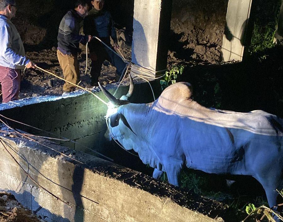 Santa Catarina intensifica Campanha de prevenção contra a crueldade animal