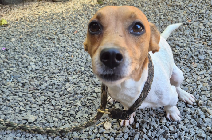 Feira de adoção da Fujama movimenta Praça Ângelo Piazera neste sábado