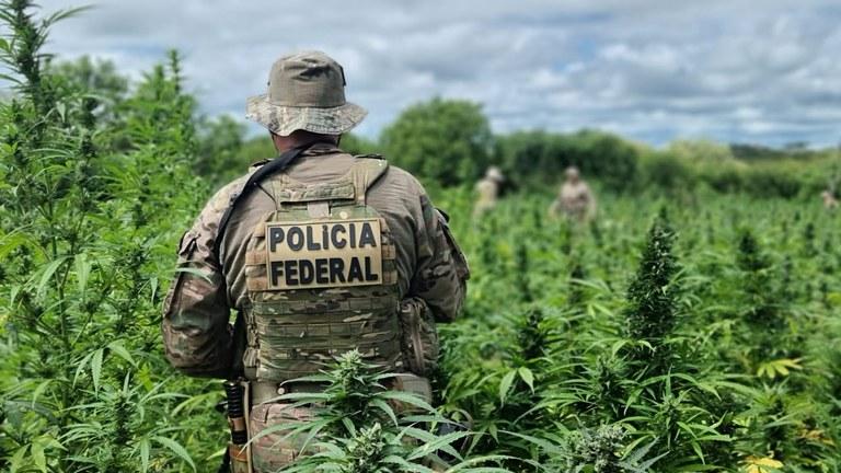 PF realiza erradicação de 434 mil pés de maconha