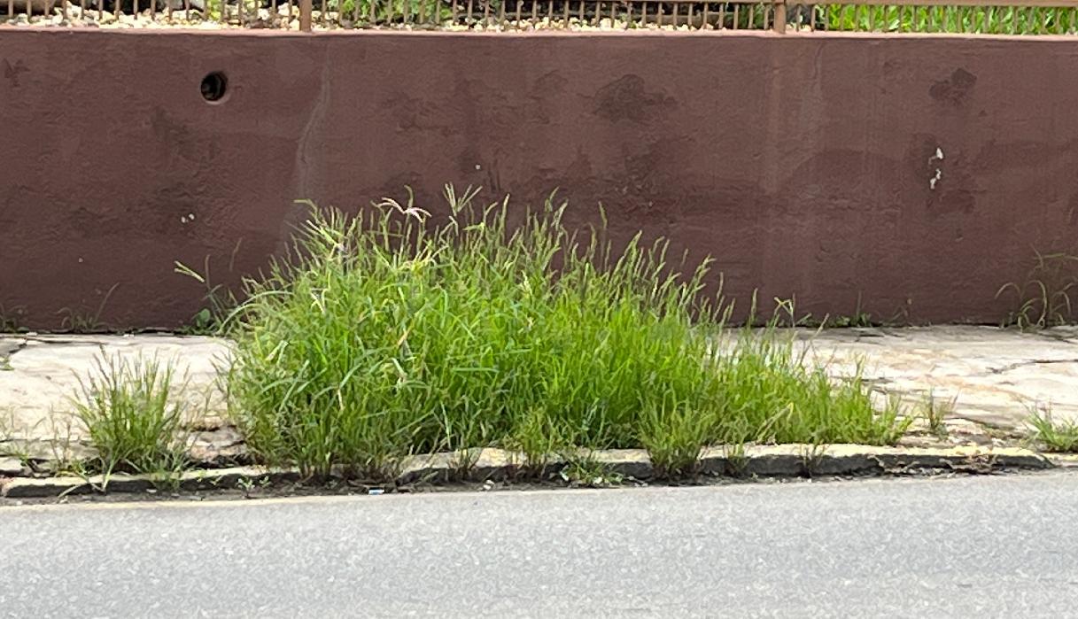 Limpeza de calçadas e terrenos baldios é dever do proprietário
