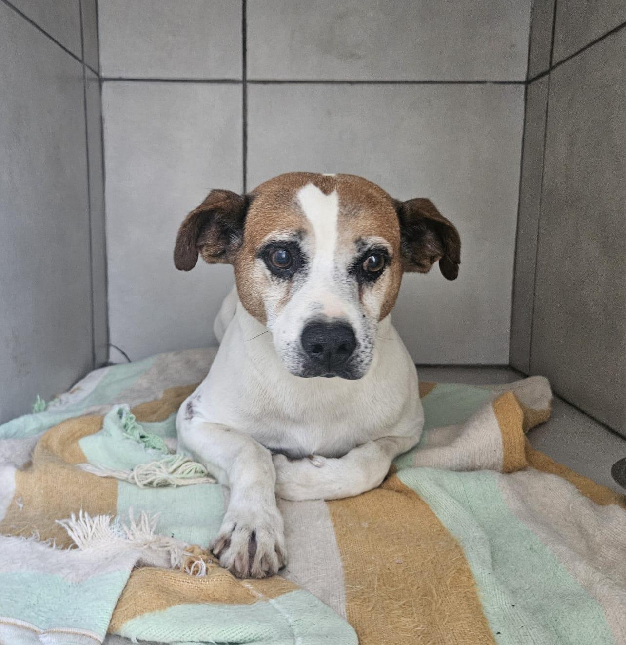 Aberto edital voltado à prestação de serviços de hospedagem de cães e gatos