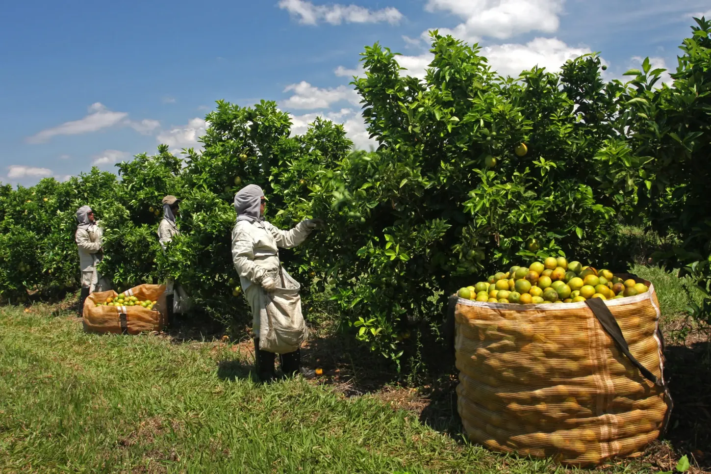 Taxa de Trump ameaça colapso aos produtores brasileiros de suco de laranja