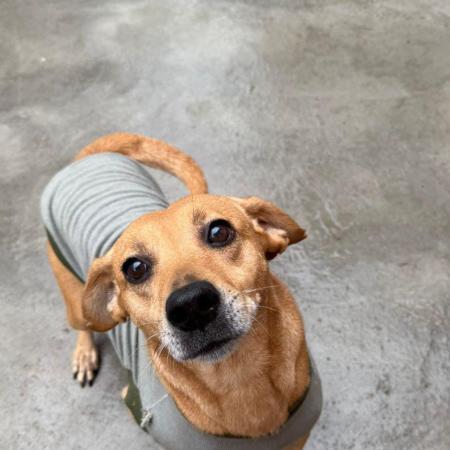 Nova feira de adoção de pets movimenta a Ângelo Piazera neste sábado