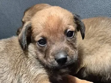 Feira de adoção de pets no sábado na Praça Ângelo Piazera