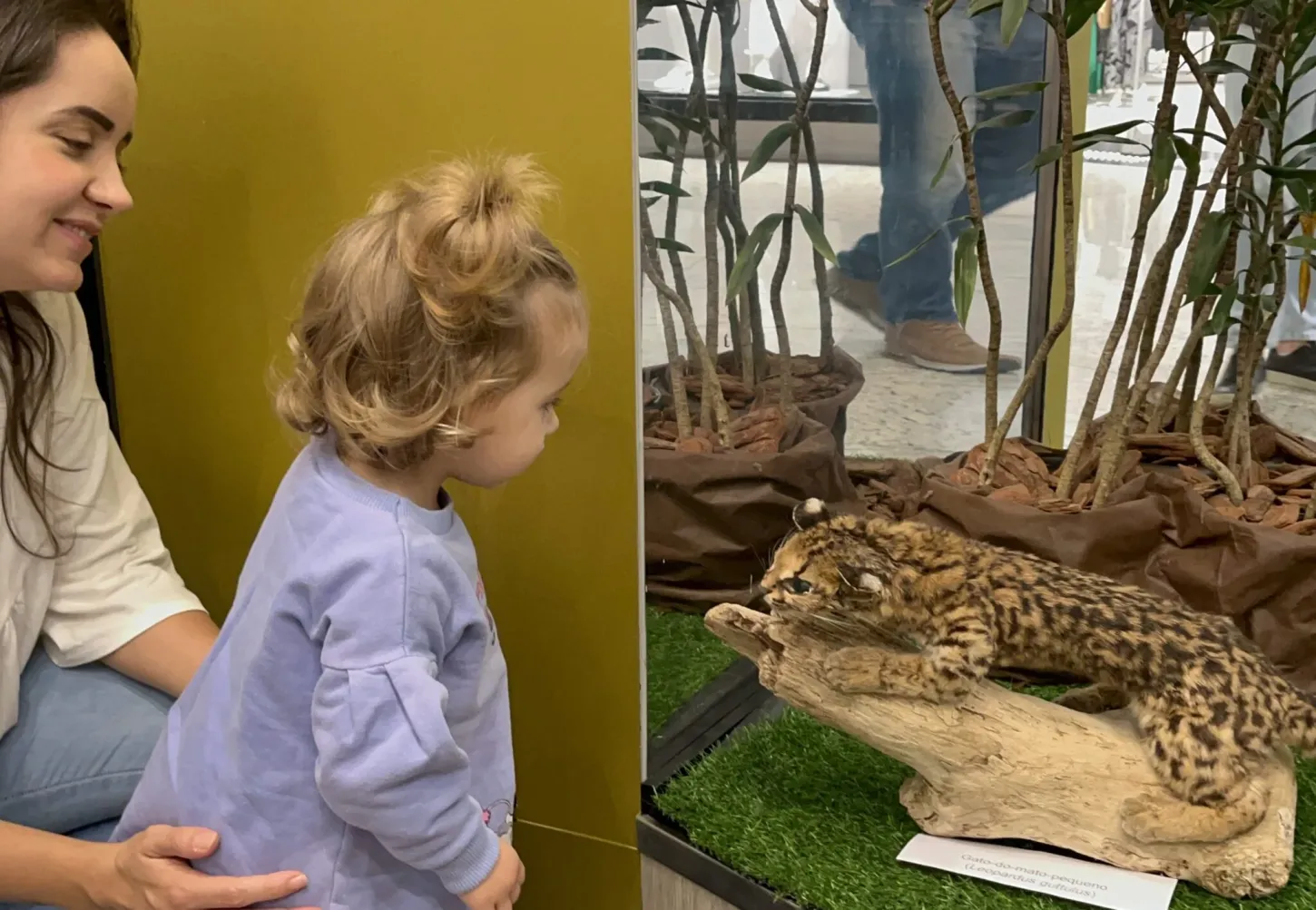 Fujama 20 anos: programação especial de aniversário terá várias ações