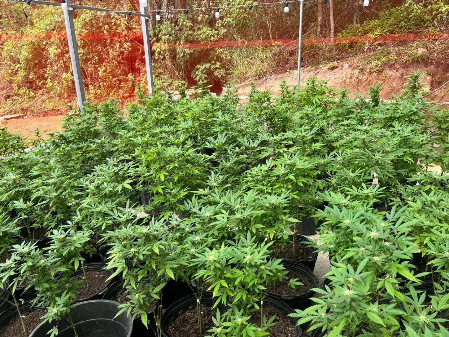 Polícia Civil desmantela laboratório de produção de entorpecentes na Capital