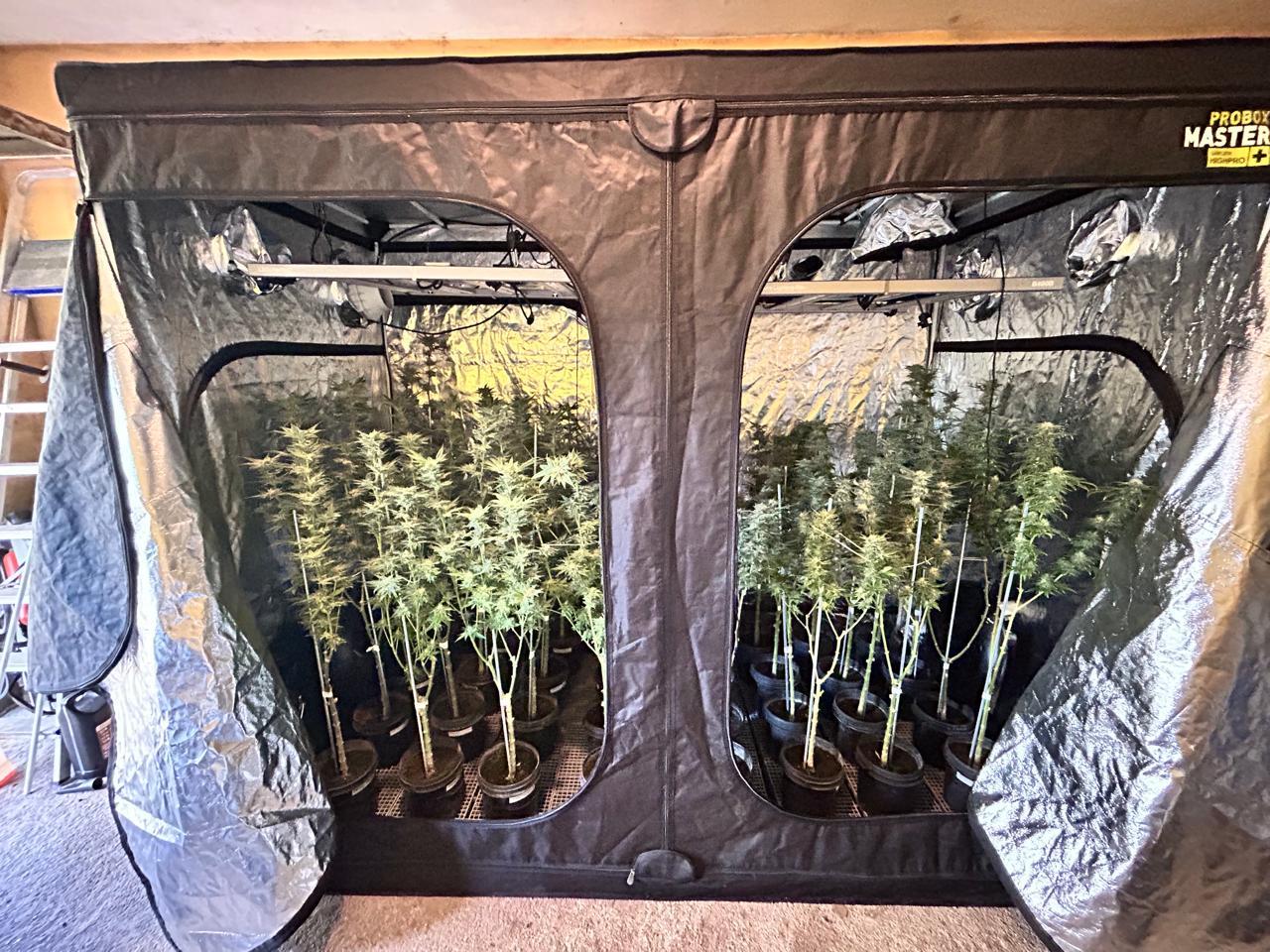 Polícia Civil desmantela sistema de cultivo de maconha instalado em residência na Capital