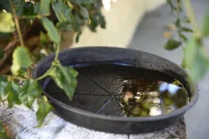 Combate à dengue: Saúde reforça ações de prevenção