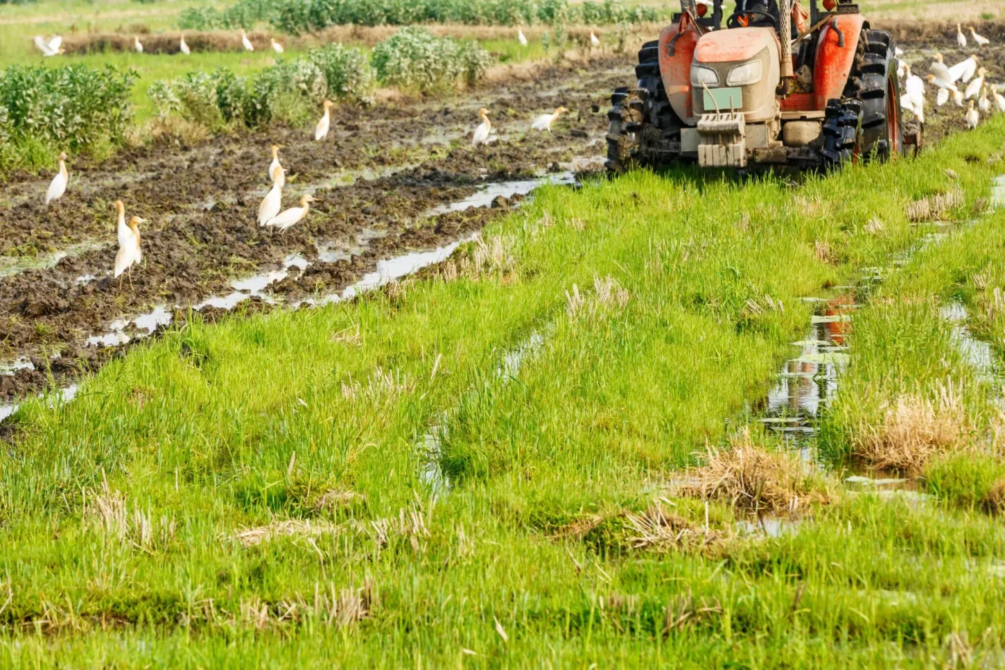 Município apoia rizicultores no plantio da safra 2026