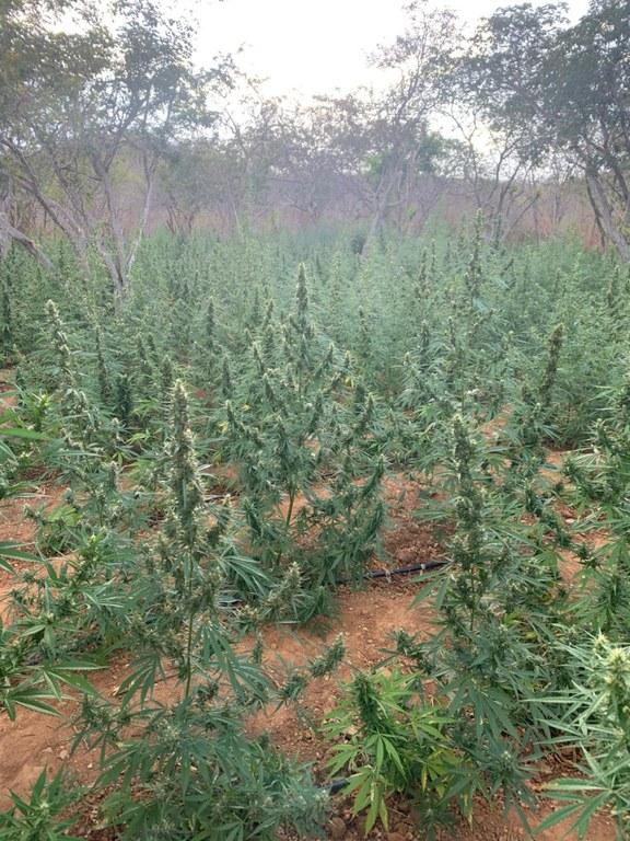 PF erradica 286 mil pés de maconha em Pernambuco