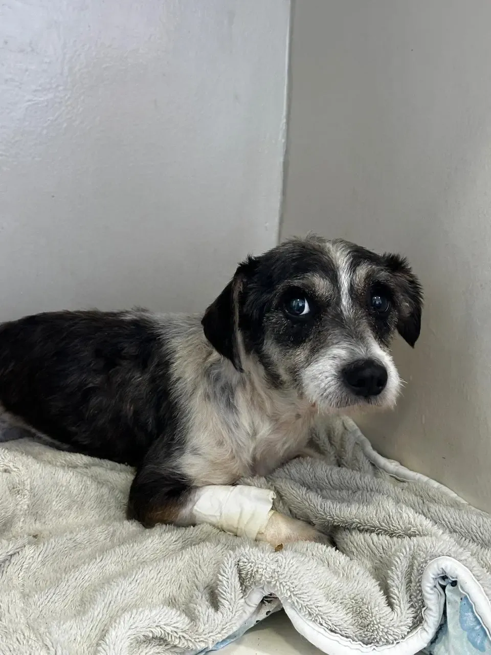 Sábado é dia de Feira de Adoção de Pets na Praça