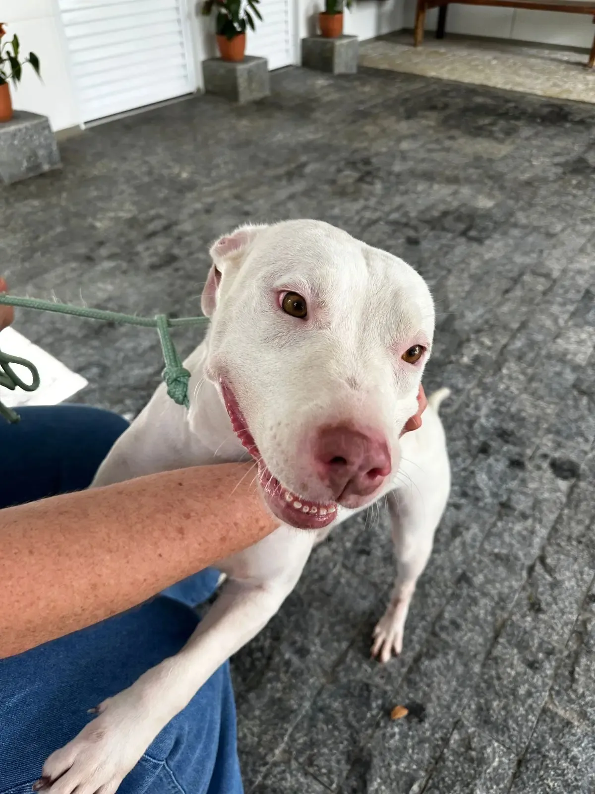 Fujama promove 1ª Feira de Adoção de Pets do ano neste sábado