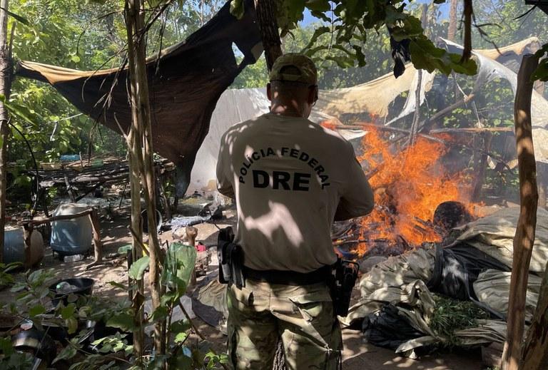 PF destrói cerca de 70 mil pés de maconha em terra indígena no Maranhão