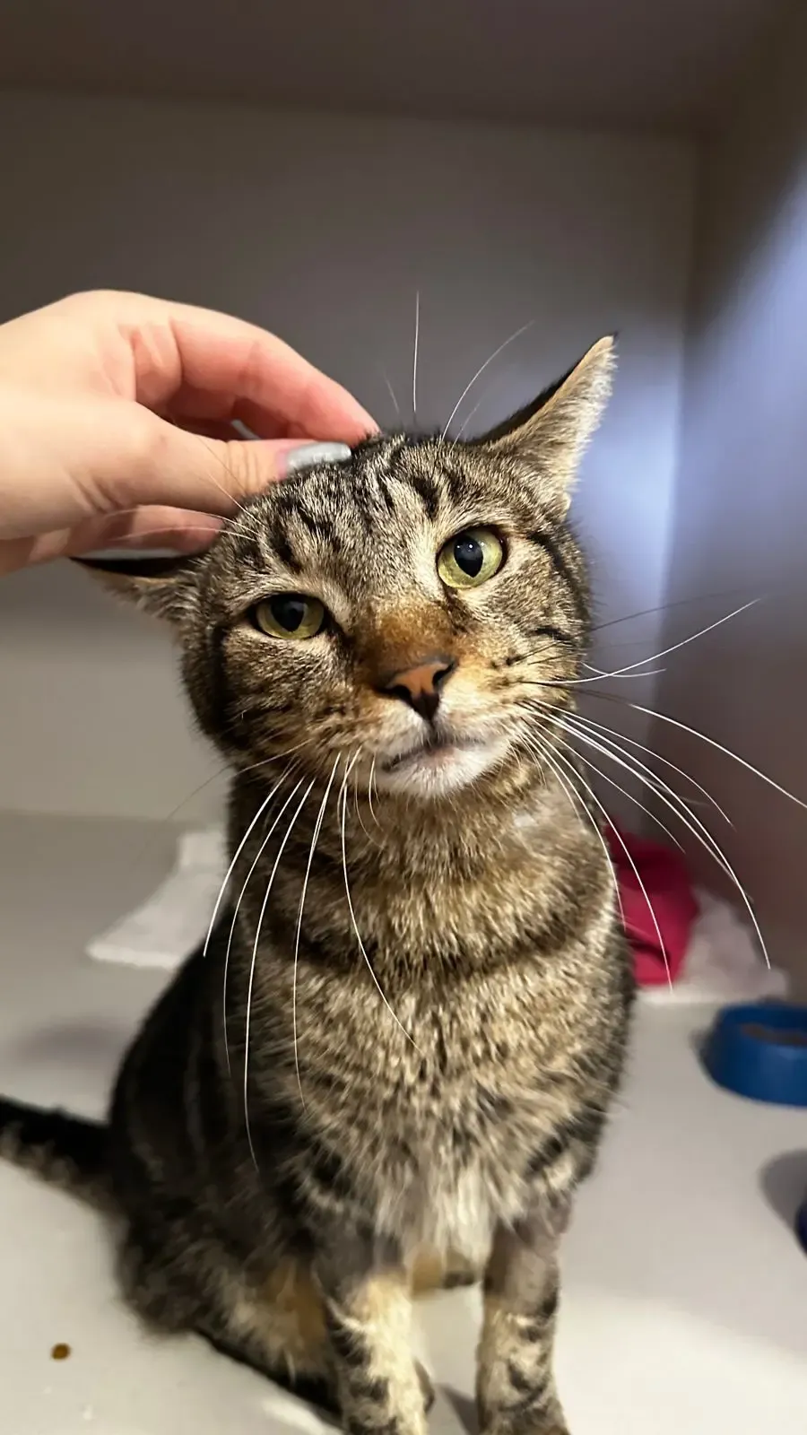 Sábado terá nova feira de adoção da Fujama na Praça Angelo Piazera