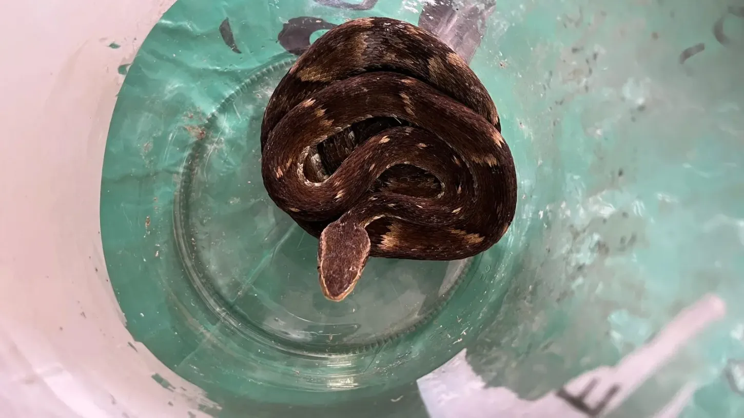 Cobra venenosa é encontrada viva em saco verde destinado à materiais recicláveis em Jaraguá do Sul