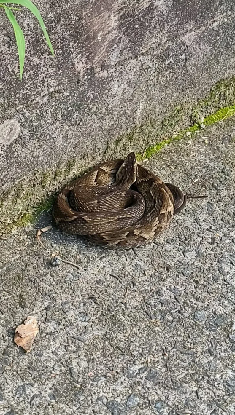 Fujama alerta para cuidados a fim de evitar incidentes com animais peçonhentos