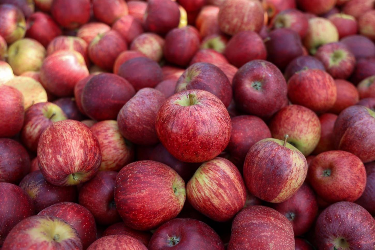 Santa Catarina agora pode exportar maçã diretamente pelos portos catarinenses