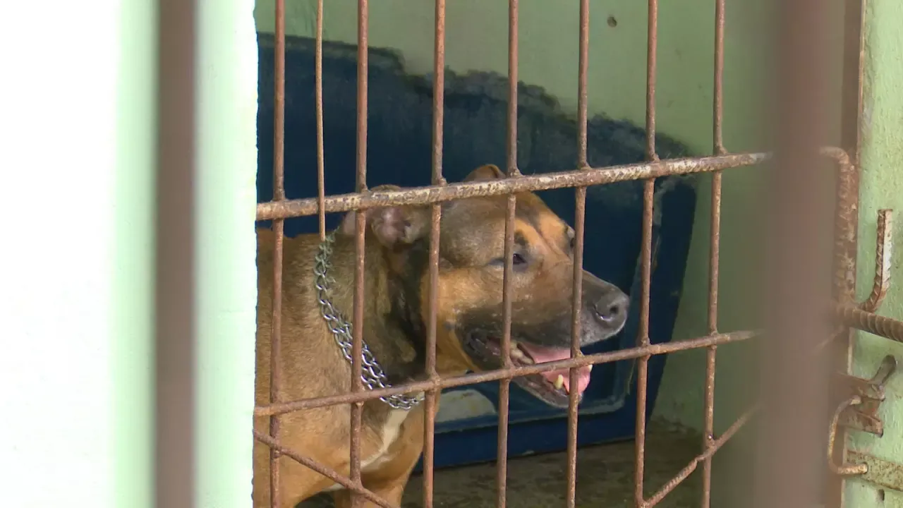 Suspeita de eutanásias irregulares leva MPSC a ajuizar ação para proteger animais acolhidos no CBEA em Joinville