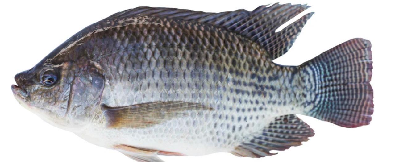 Jaraguá do Sul deve produzir mais de 700 toneladas de pescados neste ano