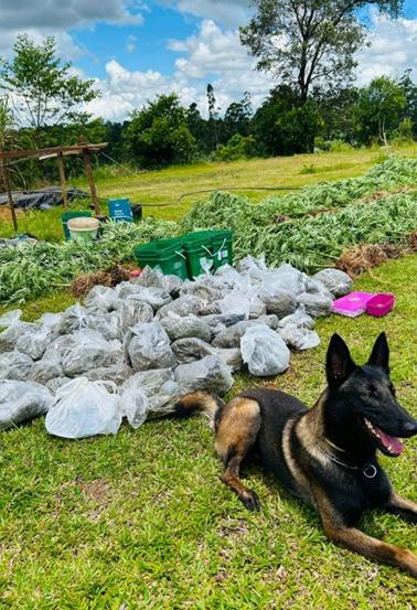 Casal que extrapolou autorização para cultivo medicinal de maconha