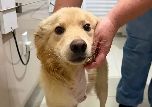 Fujama promove mais uma feira de adoção de cães e gatos