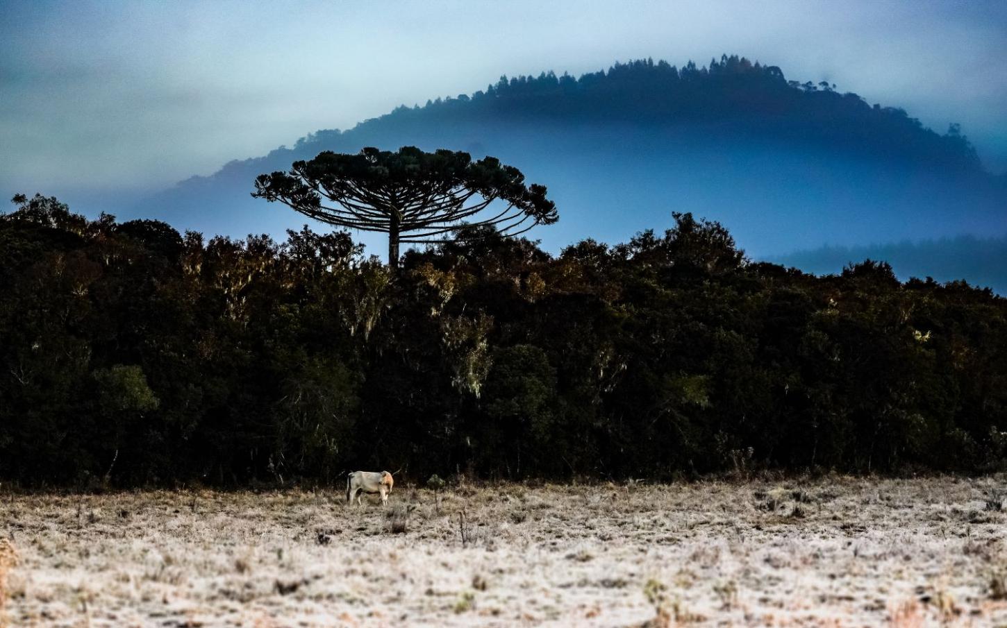 Inverno começou com onda de frio intenso em Santa Catarina