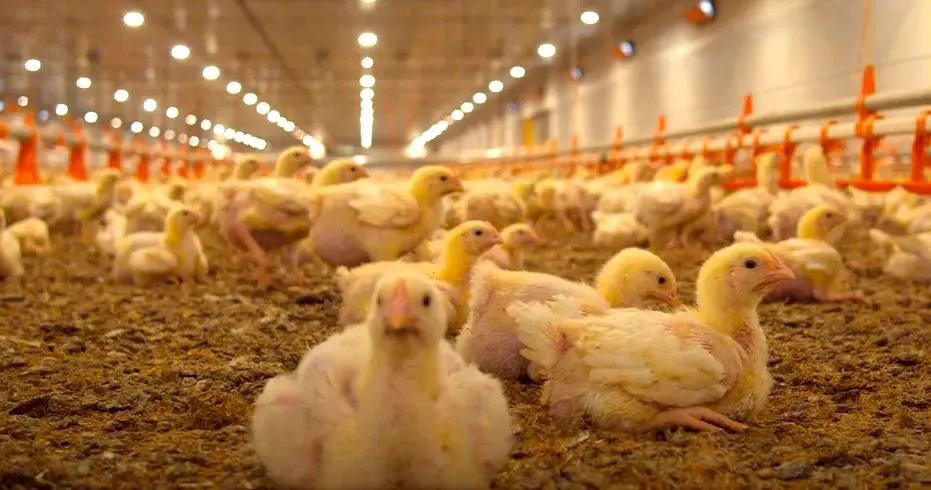 China passa de importadora a concorrente e ameaça frango brasileiro