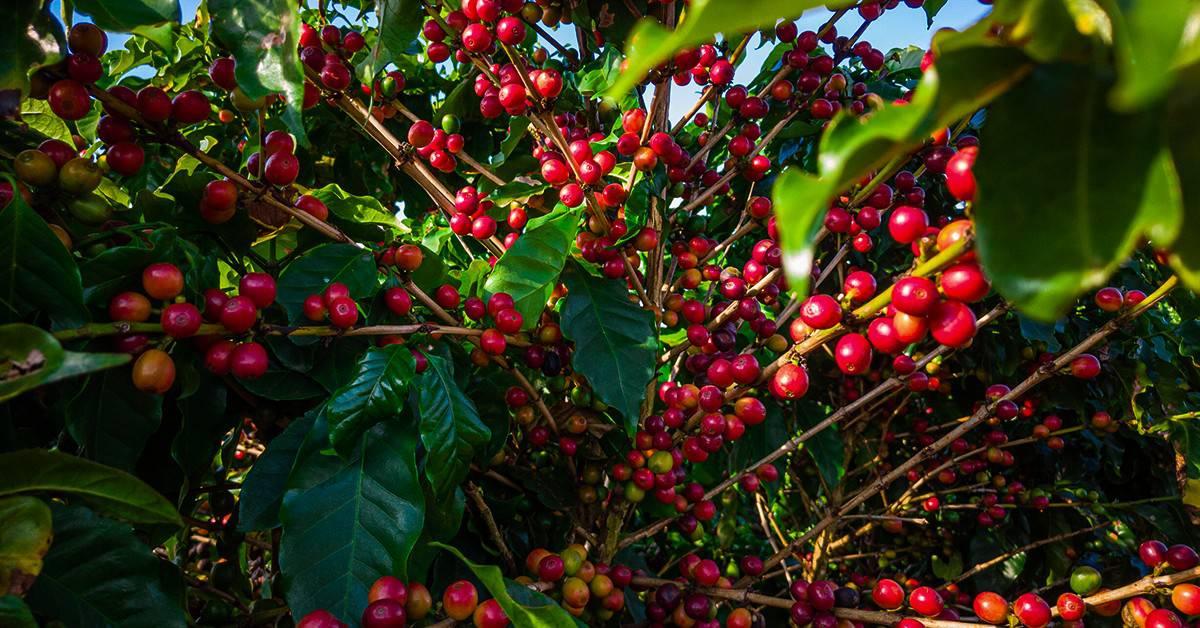 EUA definem exceções no novo tarifaço sobre produtos brasileiros