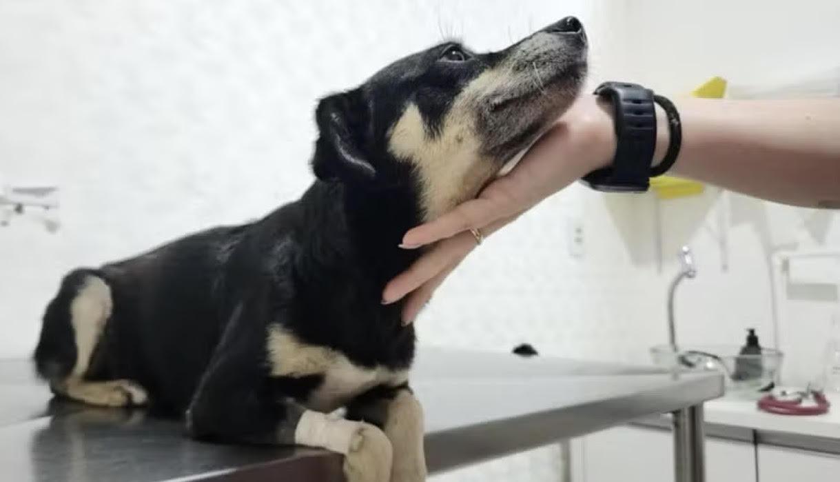 MPSC ajuíza ação penal contra mulher por enterrar cachorra viva em Joinville