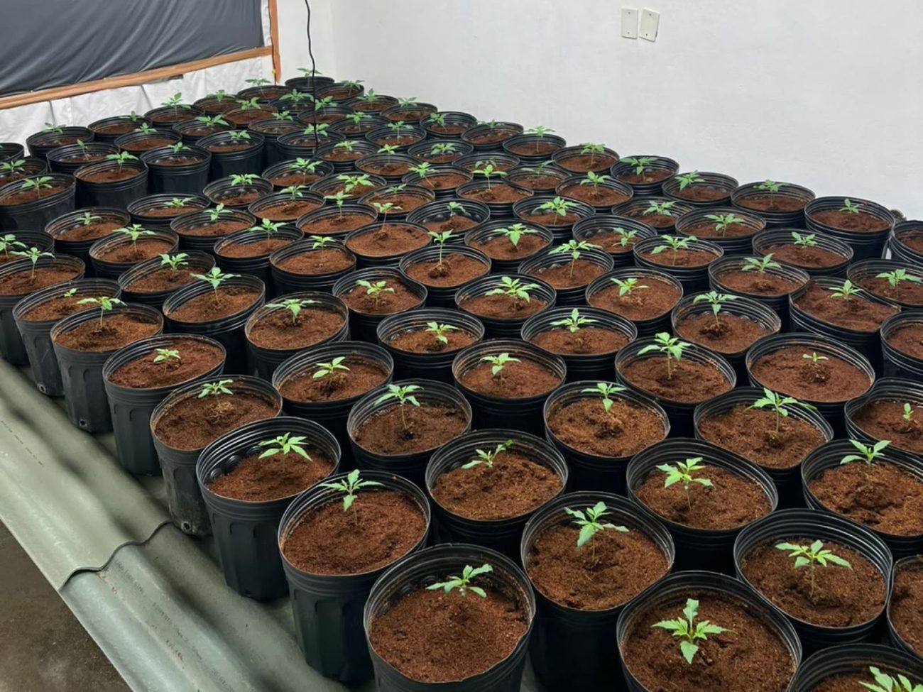 Polícia Civil apreende plantas de maconha e identifica furto de energia em Blumenau