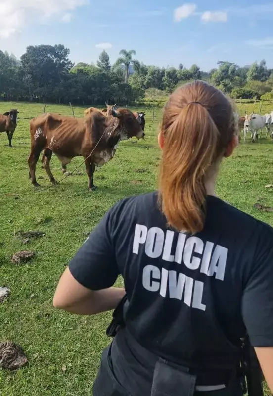 Polícia Civil cumpre mandados de busca em continuidade a investigação de 