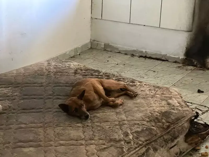 POLÍCIA CIVIL PRENDE CASAL EM FLAGRANTE POR MAUS-TRATOS CONTRA ANIMAIS EM BLUMENAU